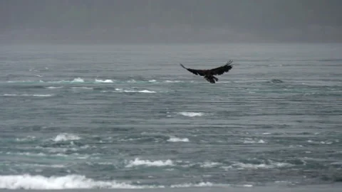 Slow Motion Shot Of Eagles Hunting While Flying Over Sea By Forest - British Stock Footage 155852494