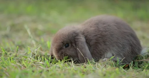 Slow motion shot of easter bunny eating a grass in the meadow Stock Footage 287793499