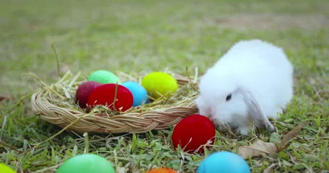 Slow motion shot of easter bunny eating a grass in the meadow Stock Footage 288731840