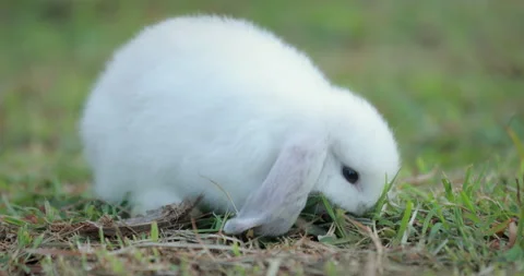 Slow motion shot of easter bunny eating a grass in the meadow Stock Footage 288732007