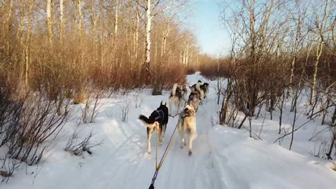 Slow motion shot of eight huskies winding along a snow trail pulling a dogsled. Stock Footage 157767933