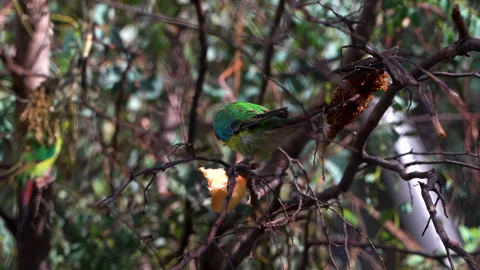 Slow motion shot of endangered Swift Parrot (Lathamus discolor) eating Video stock 158975600