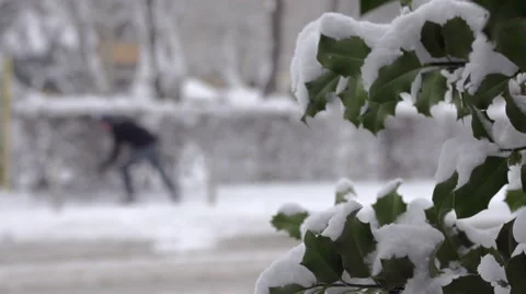 Slow Motion Shot Of Evergreen Bush Twig Covered With Snow Stock Footage 45391195
