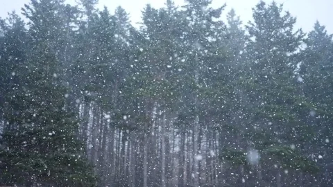 Slow motion shot of extreme winter storm in forrest Stock Footage 84925232