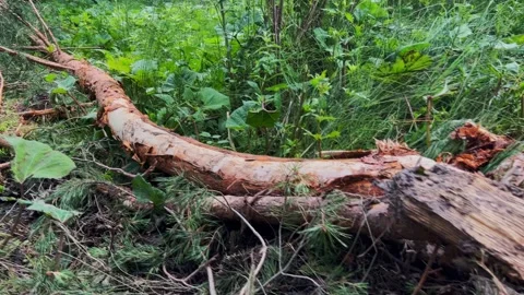 Slow Motion Shot of Fallen Tree Trunk in Forest Stock Footage 312896771