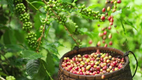 Slow motion shot of falling arabica coffee cherries or berries in basket Stock Footage 274479582