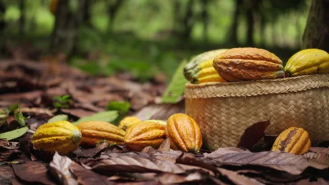 Slow motion shot of falling cacao pods next to basket with cocoa pods Stock Footage 221834671