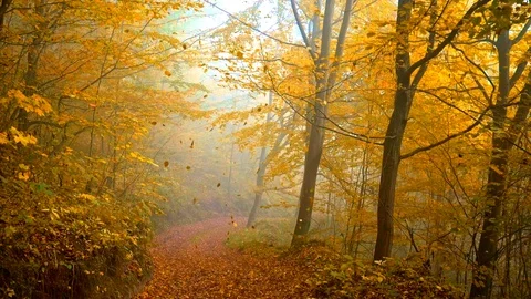Slow motion shot of falling orange leaves in autumn park. Foggy moring light Stock Footage 118438238
