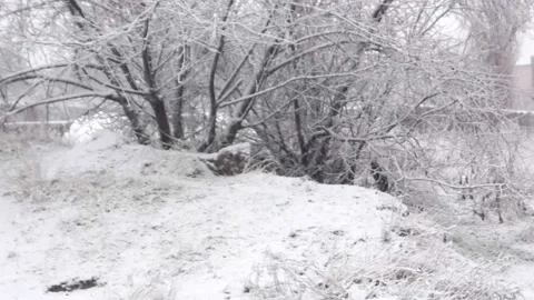 A slow-motion shot of falling snow turning into winter. Stock Footage 227927375