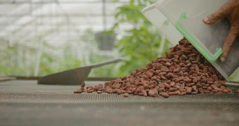 Slow motion shot of farm worker pouring cocoa beans from plastic bucket Stock Footage 255467455