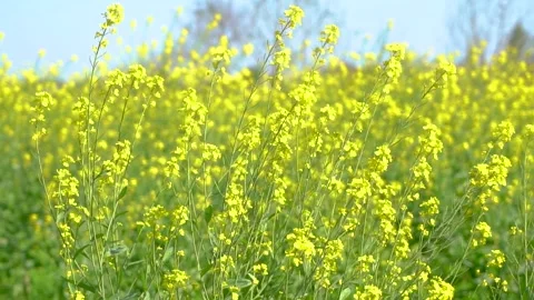 Slow motion shot of field of yellow soya been flowers (7) Stock Footage 252118905