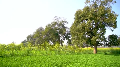 Slow motion shot of field of yellow soya been flowers Stock Footage 252118906