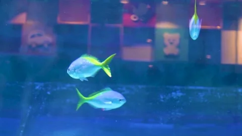 Slow motion shot of fish (3) Stock Footage 253655848