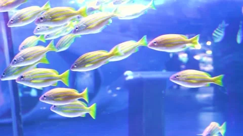 Slow motion shot of fish (4) Stock Footage 253655886
