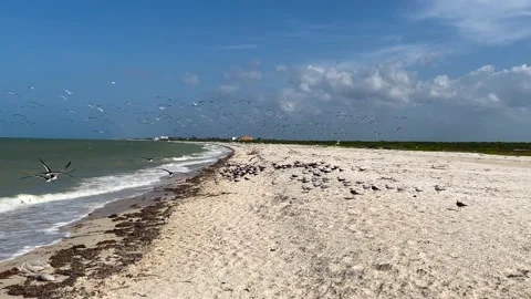 Slow motion shot of flock of seagulls on the beach in yucatan mexico 스톡 동영상 231845003