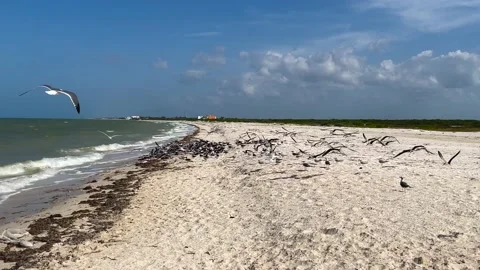 Slow motion shot of flock of seagulls looking for food on the beach in Stock Footage 231845011