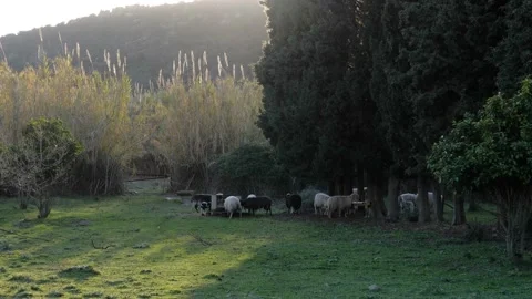 Slow motion shot of flock of sheep standing close together outside in the Stock Footage 149855317