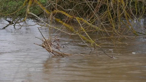 Slow motion shot of a flooded stream flowing past a tree's branch Stock Footage 122212161