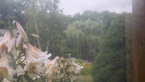 Slow motion shot of flowers dancing in the wind Stockbeeldmateriaal 317125002