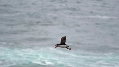 Slow motion shot of a flying puffin with the sea in the background. Stock Footage 305464108