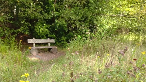 Slow motion shot on the forest path. The tracking shot ends at a wooden bench. Stock Footage 138161136