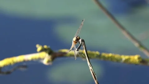 Slow Motion Shot of Four Spotted Chaser Dragonfly (Libellula quadrimaculata), UK Stock Footage 343756675