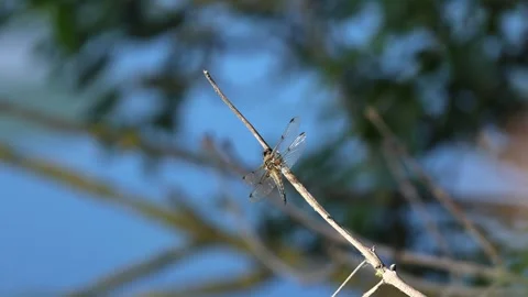 Slow Motion Shot of Four Spotted Chaser Dragonfly (Libellula quadrimaculata), UK Stock Footage 343756679