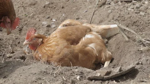 Slow-motion shot of free range chickens in a stackyard having a dirt bath. The 库存影片 59819415