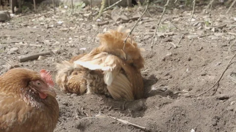 Slow-motion shot of free range chickens in a stackyard having a dirt bath. The 库存影片 59820273