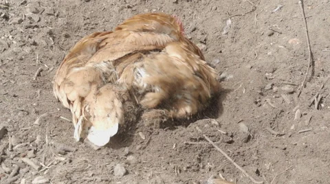 Slow-motion shot of free range chickens in a stackyard having a dirt bath. The 库存影片 59821063