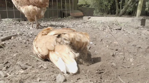 Slow-motion shot of free range chickens in a stackyard having a dirt bath. The 库存影片 59821132