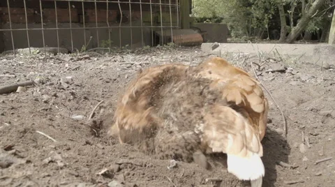 Slow-motion shot of free range chickens in a stackyard having a dirt bath. The 库存影片 59821173