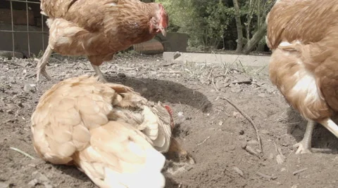 Slow-motion shot of free range chickens in a stackyard having a dirt bath. The 库存影片 59821235