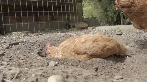 Slow-motion shot of free range chickens in a stackyard having a dirt bath. The 库存影片 59821290