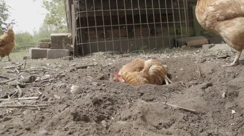 Slow-motion shot of free range chickens in a stackyard having a dirt bath. The 库存影片 59821339
