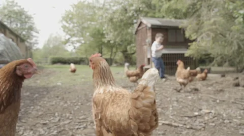 Slow-motion shot of free range chickens in a stackyard having a dirt bath. The 库存影片 59821388