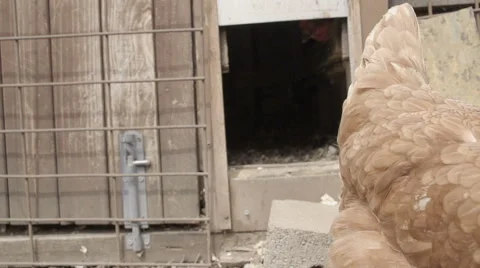 Slow-motion shot of free range chickens in a stackyard having a dirt bath. The 库存影片 59821500