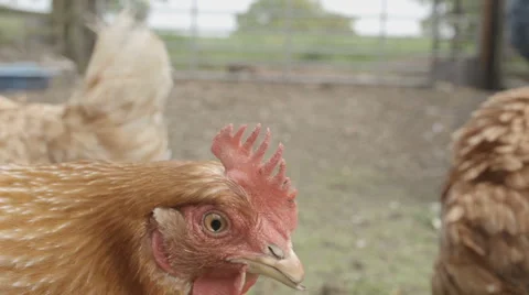 Slow-motion shot of free range chickens in a stackyard having a dirt bath. The 库存影片 59821549