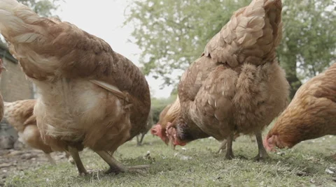 Slow-motion shot of free range chickens in a stackyard having a dirt bath. The 库存影片 59821644