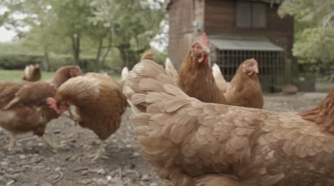 Slow-motion shot of free range chickens in a stackyard having a dirt bath. The 库存影片 59821711