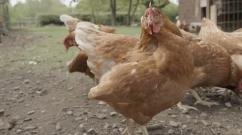 Slow-motion shot of free range chickens in a stackyard having a dirt bath. The 库存影片 59821737