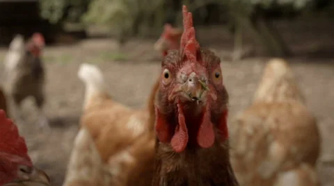 Slow-motion shot of a free range hen leaving her henhouse 库存影片 60231501