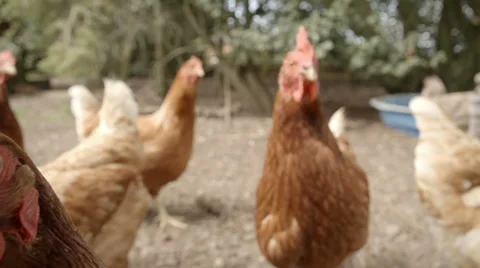 Slow-motion shot of free range hens in a stackyard 库存影片 60233528