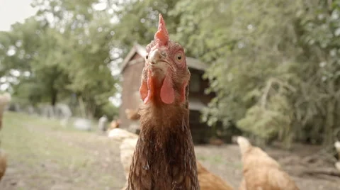 Slow-motion shot of free range hens in a stackyard 库存影片 60233550