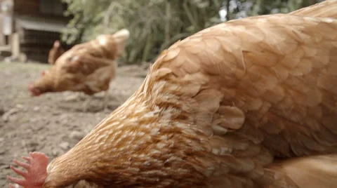 Slow-motion shot of free range hens in a stackyard 库存影片 60233608