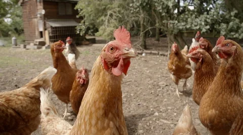Slow-motion shot of free range hens in a stackyard 库存影片 60233746