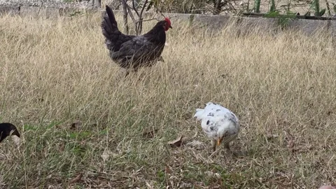 Slow motion shot of free range chickens in nature Stock Footage 336322884