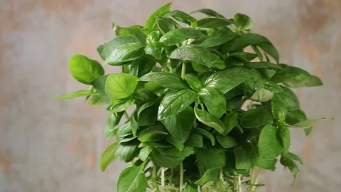 Slow Motion Shot of Fresh Basil fluttering on wind Stock Footage 135699294