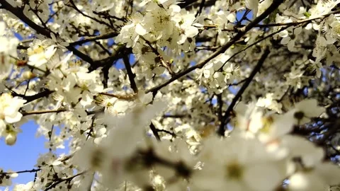 Slow motion shot of fruit trees in full spring bloom cherries, pears, or apples Stock Footage 306762993