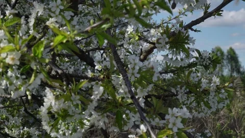 Slow motion shot of fruit trees in full spring bloom cherries, pears, or apples Stock Footage 307414344